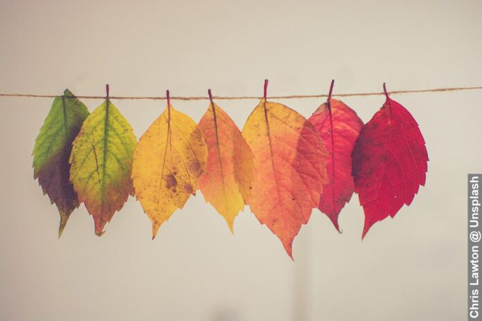 Seasons of a leaf, indicating the changes of life