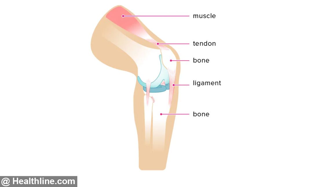 Image showing the difference between Ligament and Tendon