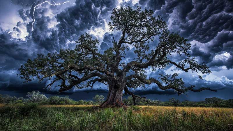 A dramatic image of a sprawling oak tree standing tall in a field, with its weathered branches extending outward under a sky filled with dark, churning storm clouds. The scene exudes a sense of resilience and strength amidst nature's turbulence.